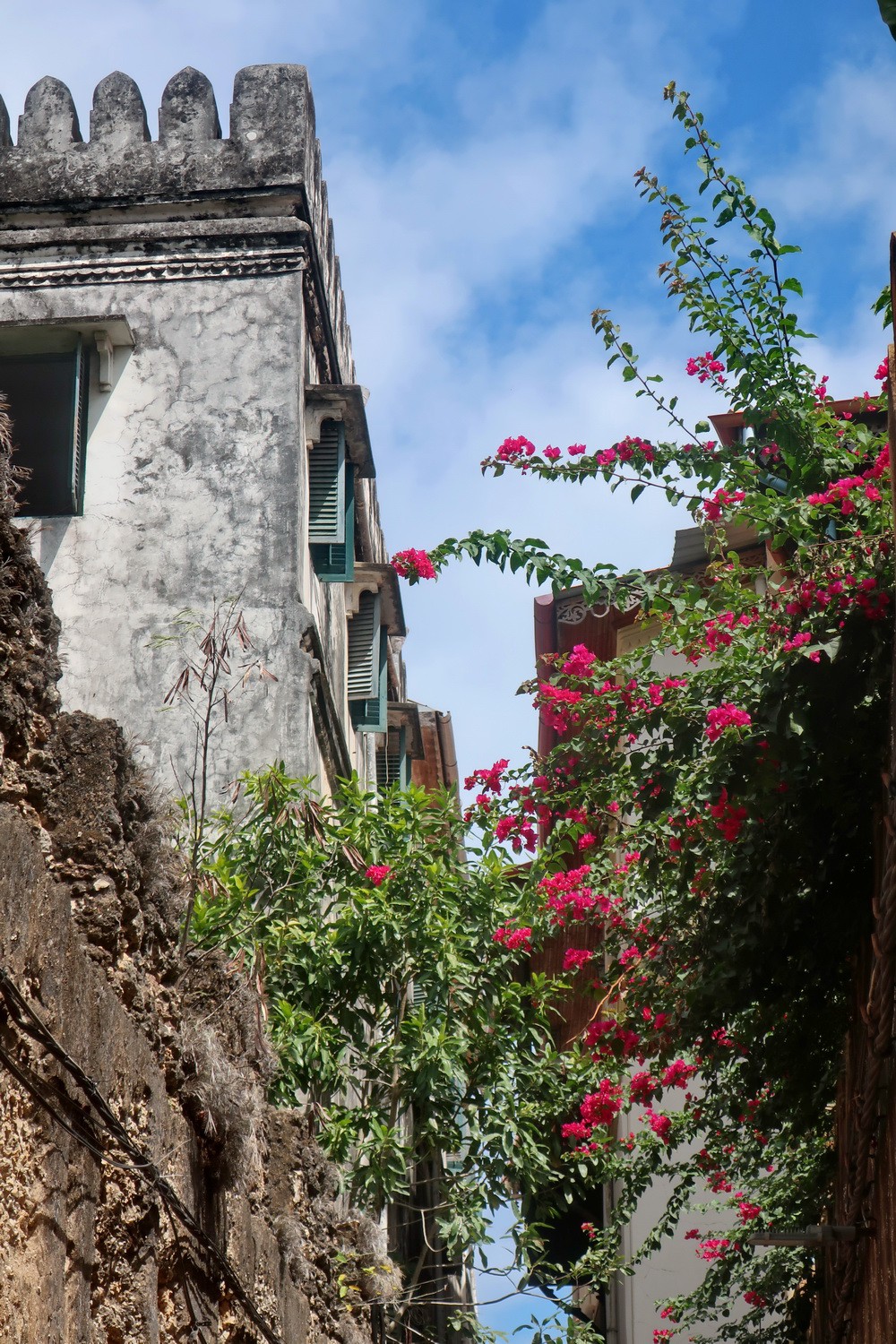 Flowers in Stone Town